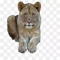 东非狮子猫科-猫