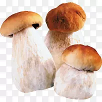利雅得真菌麦加吉赞蘑菇