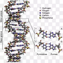 双螺旋：发现dna核酸结构的个人记述核酸分子结构：脱氧核糖核酸双螺旋结构-科学