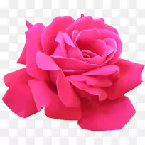 玫瑰粉色花朵剪贴画.封装的后记剪贴画