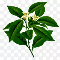 科勒的药用植物柠檬植物插图-柠檬