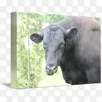 牛，野生动物，陆生动物鼻子-公牛脸