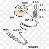 染色体dna RNA生物学端粒科学