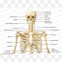 骨骼-人体解剖颈-骨骼