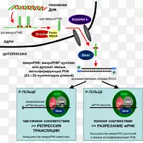 RNA干扰小干扰RNA微RNA-微RNA