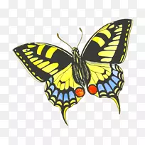 蝴蝶昆虫画如何饲养帝王蝴蝶：一步的儿童剪贴画-蝴蝶指南