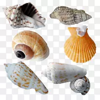海蜗牛海螺学.海螺