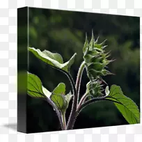 叶艺术草本版画植物茎叶