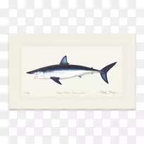 大白鲨鱼翅