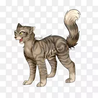 胡须猫，家用短毛猫，野猫猫