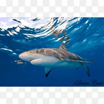 虎鲨，大白鲨，加勒比礁鲨，安魂利鲨-鲨鱼