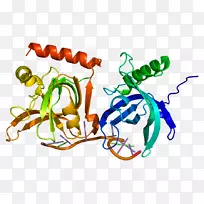 POT 1端粒蛋白分子生物学基因阳性单链RNA病毒