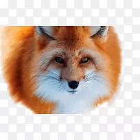 红狐北极狐银狐皮毛北极狐