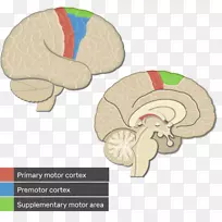 大脑皮层初级运动皮层视觉皮层运动前皮层-大脑