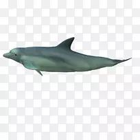 普通宽吻海豚短喙普通海豚粗齿海豚