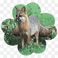 红狐灰狐包狐狸莱波尔松鼠
