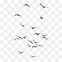 猫头鹰画飞鸟群