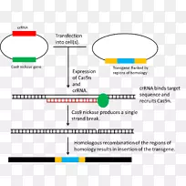 同源重组CRISPR基因组编辑基因重组质粒同源性