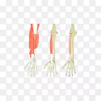 桡长腕伸肌、指伸肌、桡骨短伸肌、尺侧短伸肌