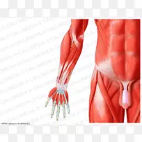前臂肌肉人体解剖肌肉系统-手臂