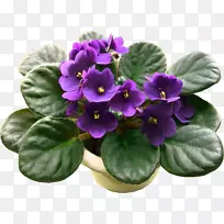 非洲紫罗兰花种子