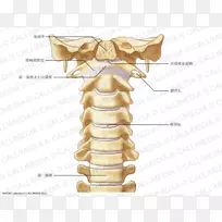 颈椎脊柱寰椎-人骨骼韧带-椎间孔