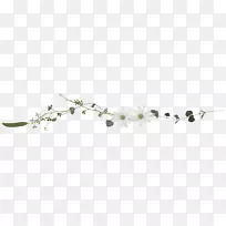 草系艺术白色植物茎字体花