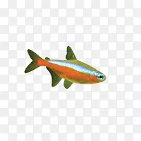 河豚海洋生物动物-鱼类