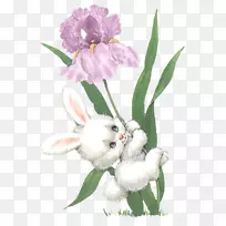 复活节兔子欧洲兔