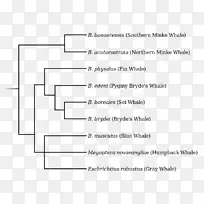 长须鲸，海鲸，蓝鲸，露脊鲸-遗传