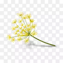 茴香花牛欧芹山羊奶酪植物-植物