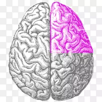 得克萨斯大学达拉斯脑-脑界面眼研究-大脑