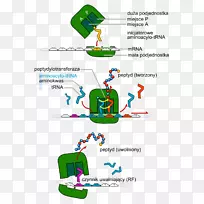 转移RNA翻译蛋白生物合成dna-细胞分裂