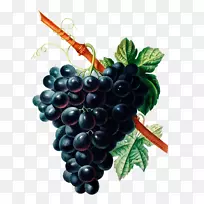 普通葡萄植物学葡萄酒绘制-葡萄