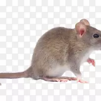 鼠类鼠害防治蟑螂-小鼠