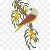 澳大利亚国王鹦鹉鸟嘴刺绣鹦鹉