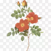 甘甜的植物插画-花