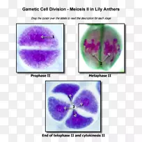 减数分裂细胞分裂生物学核仁减数分裂Ⅱ