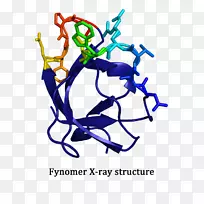 蛋白质辅酶分子结合小分子半胱氨酸蛋白酶