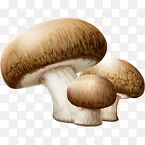 食用菌野生蘑菇剪贴画-水彩画仙女