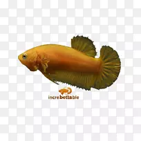 暹罗斗鱼红黄色动物群生物学