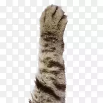 猫爪狗熊韦伯-猫爪
