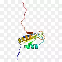 cugbp 1 cugbp elav样家族成员4蛋白家族基因