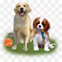 骑士王查理斯猎犬繁殖伴犬-小狗
