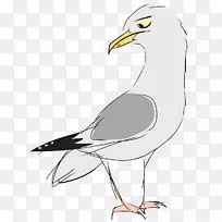 欧洲鲱鱼海鸥猎物鸟喙鸟