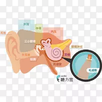 听力毛细胞耳蜗内耳试验