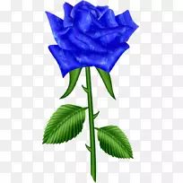 蓝玫瑰花园玫瑰卷心菜玫瑰插花艺术