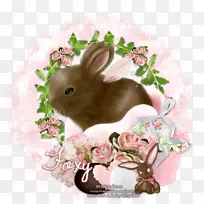家养兔子复活节兔子-兔子