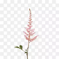 花束假山羊胡子剪花秋花