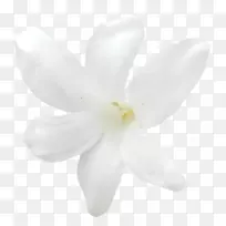 白玉兰科花瓣